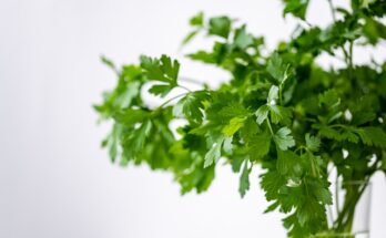 How Can Coriander Combat Cancer Cells?