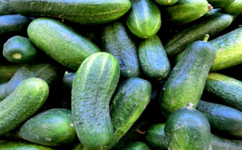 How Many Cucumbers Should You Eat Per Day?