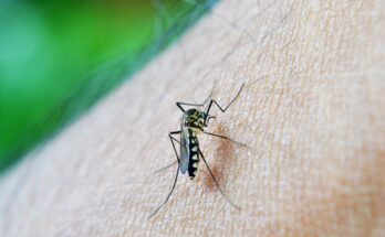 Nepal's Mosquito Dengue Response