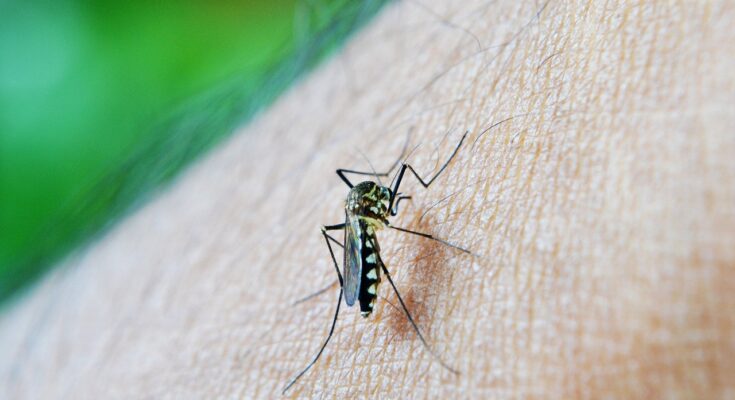 Nepal's Mosquito Dengue Response